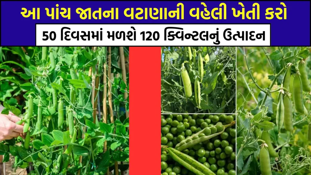 vatana variety in gujarat