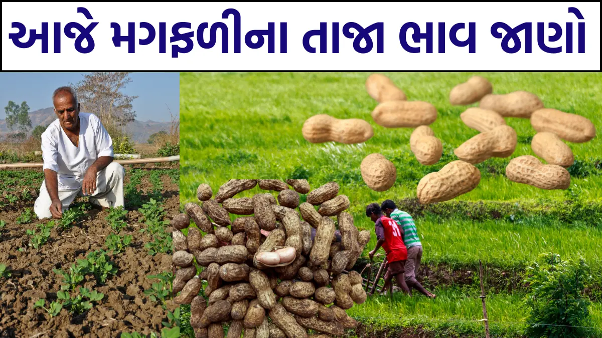 magfali bhav gujarat 2024 today