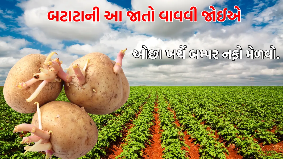 Batata kheti Gujarati