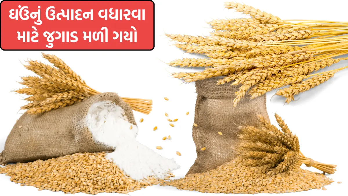 ghau ni kheti gujarati ma