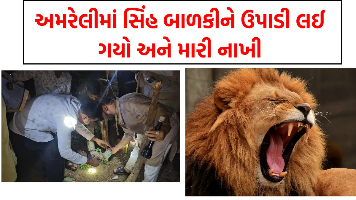 In Amreli a lion picked up a girl and killed her