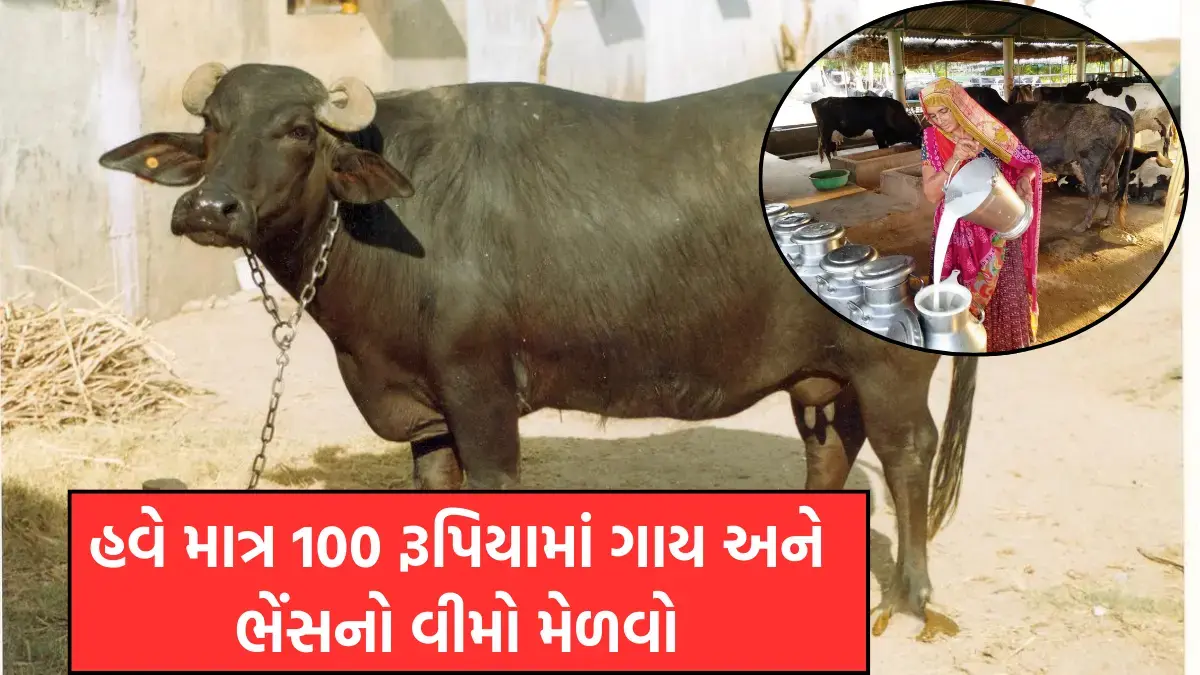 Animal insurance gujarat price