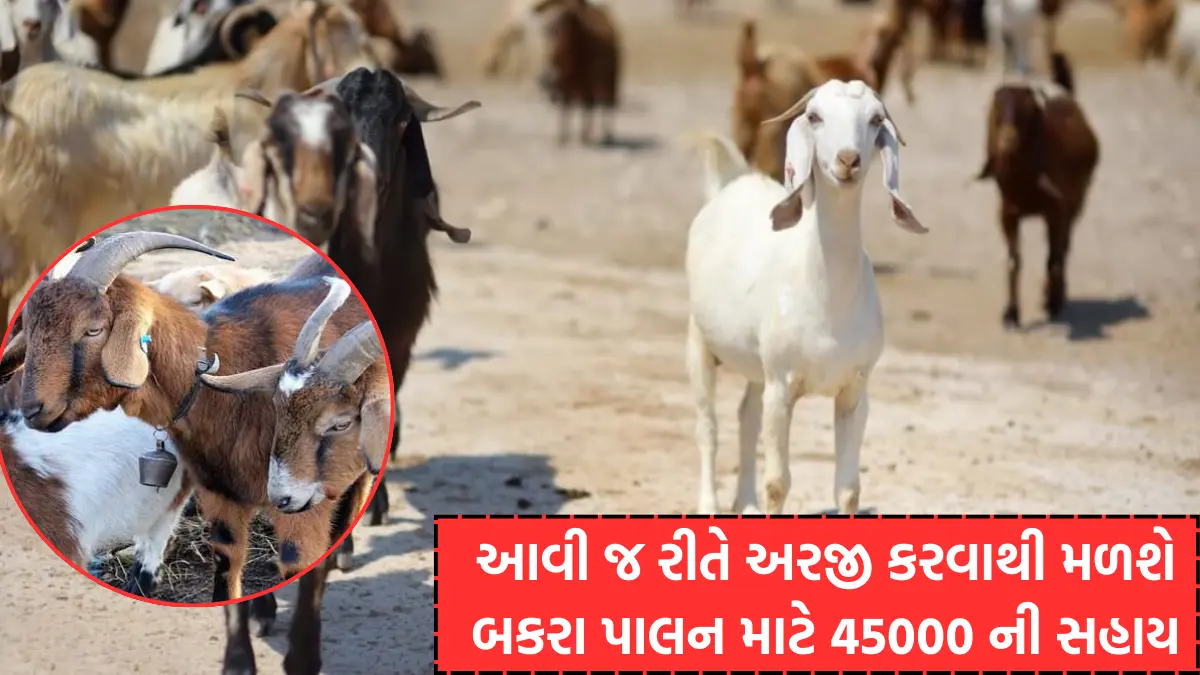 Bakri Palan Yojana gujarat 2025