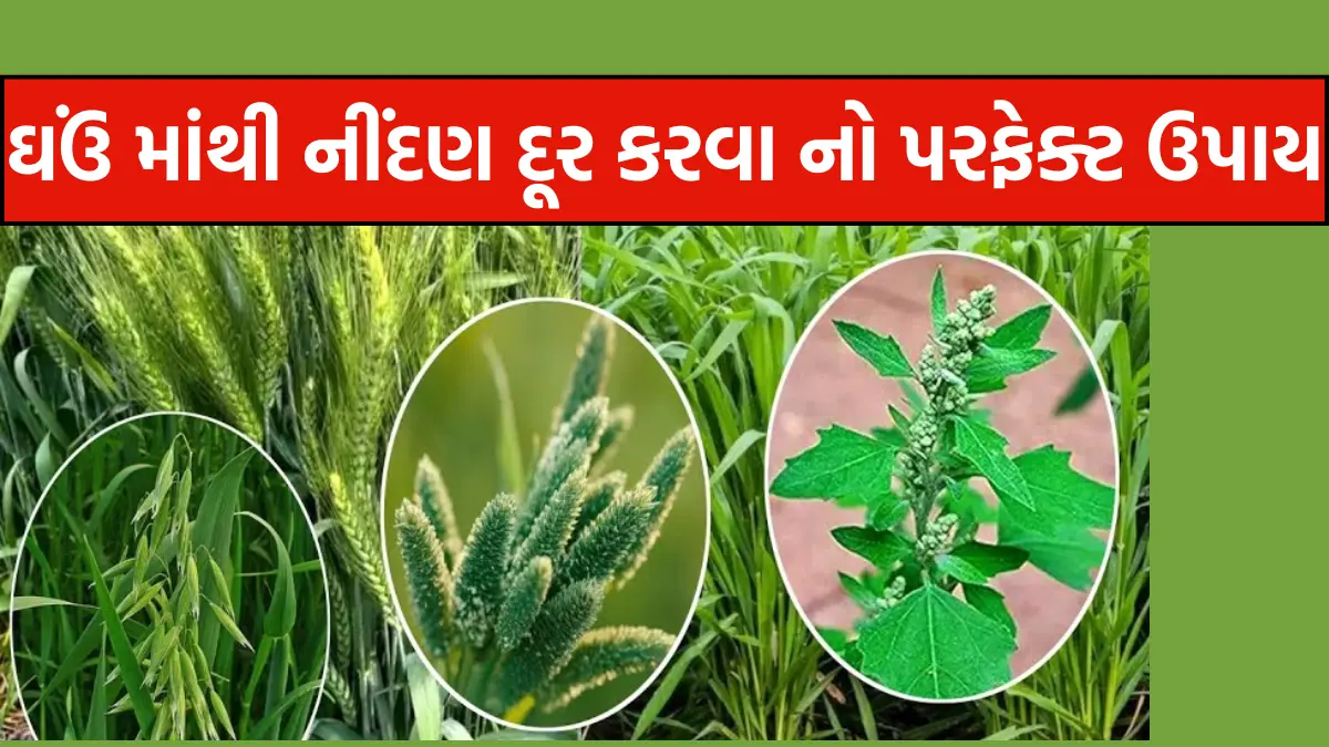 ghau ni kheti gujarati ma