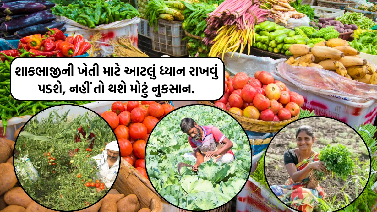 farmer vegetable farming in gujarat