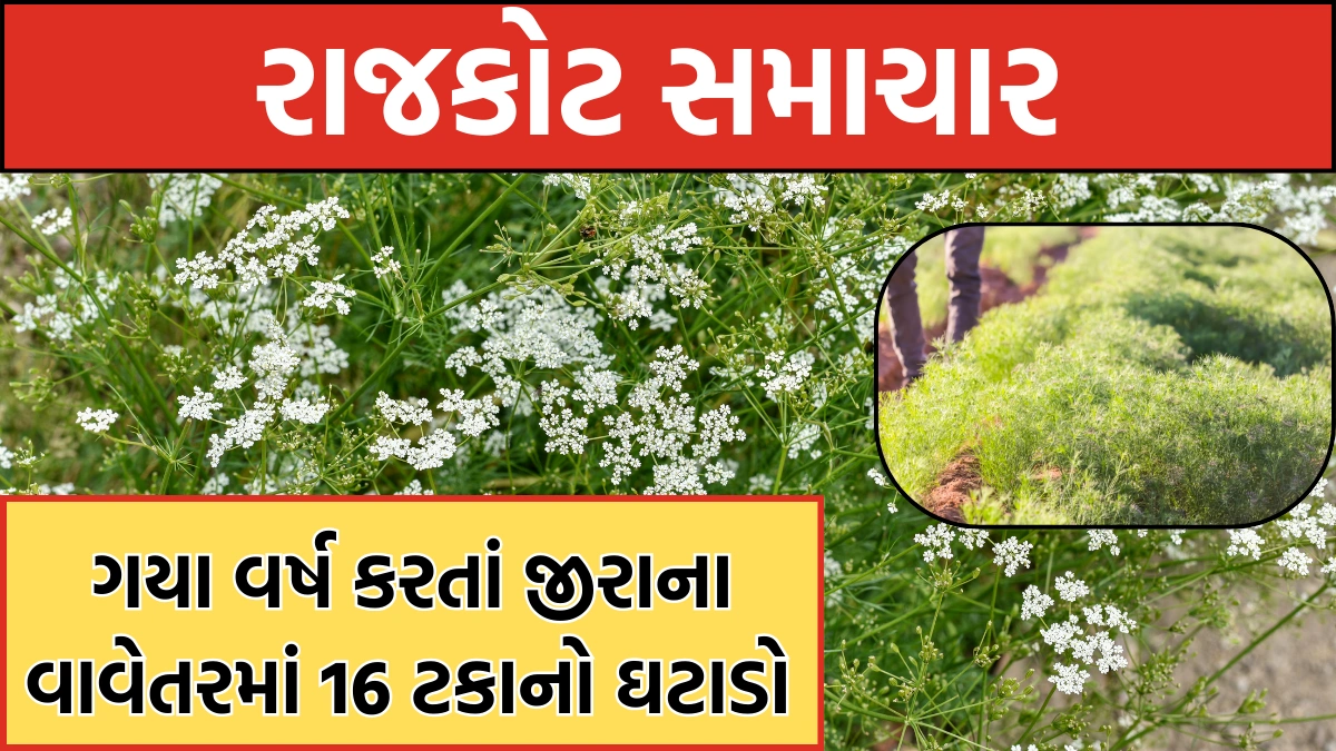 Cumin cultivation drops by 16 percent