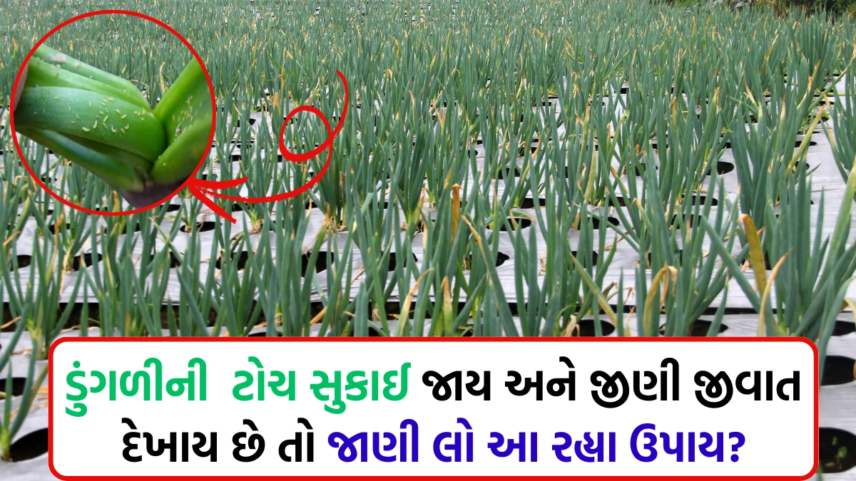 dungri ni kheti in gujarati