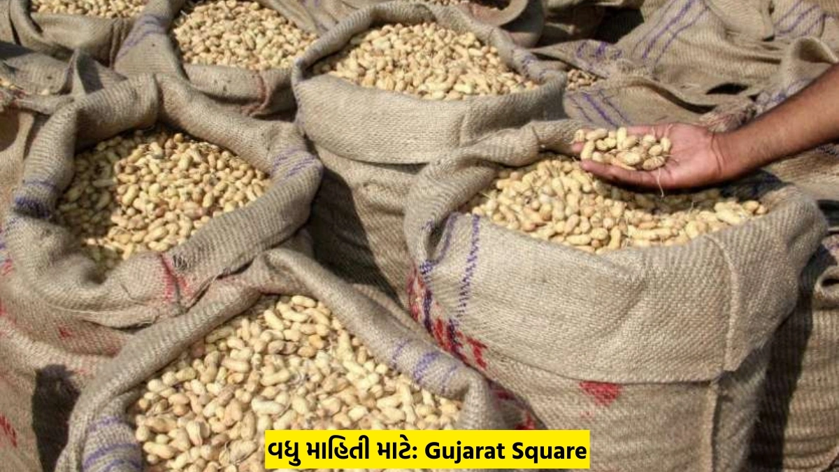 gujarat Will Buy Groundnuts At The Support Price For 27,120 And Sell Them For 22,000!