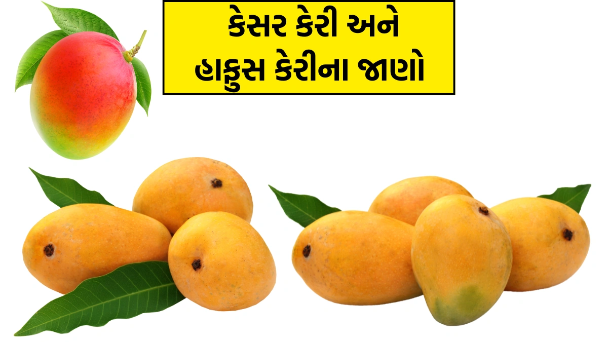 Kesar Mango Price In Gondal