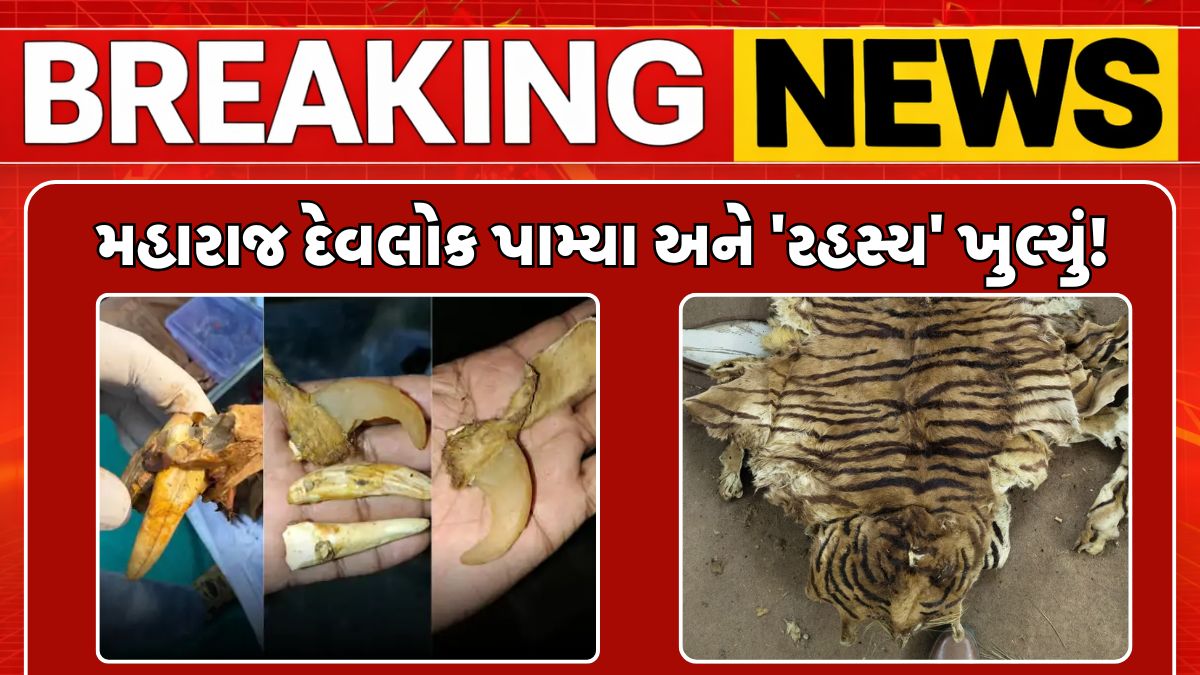 Tiger Skins Claws Seized Gujarat Temple Rajpipla