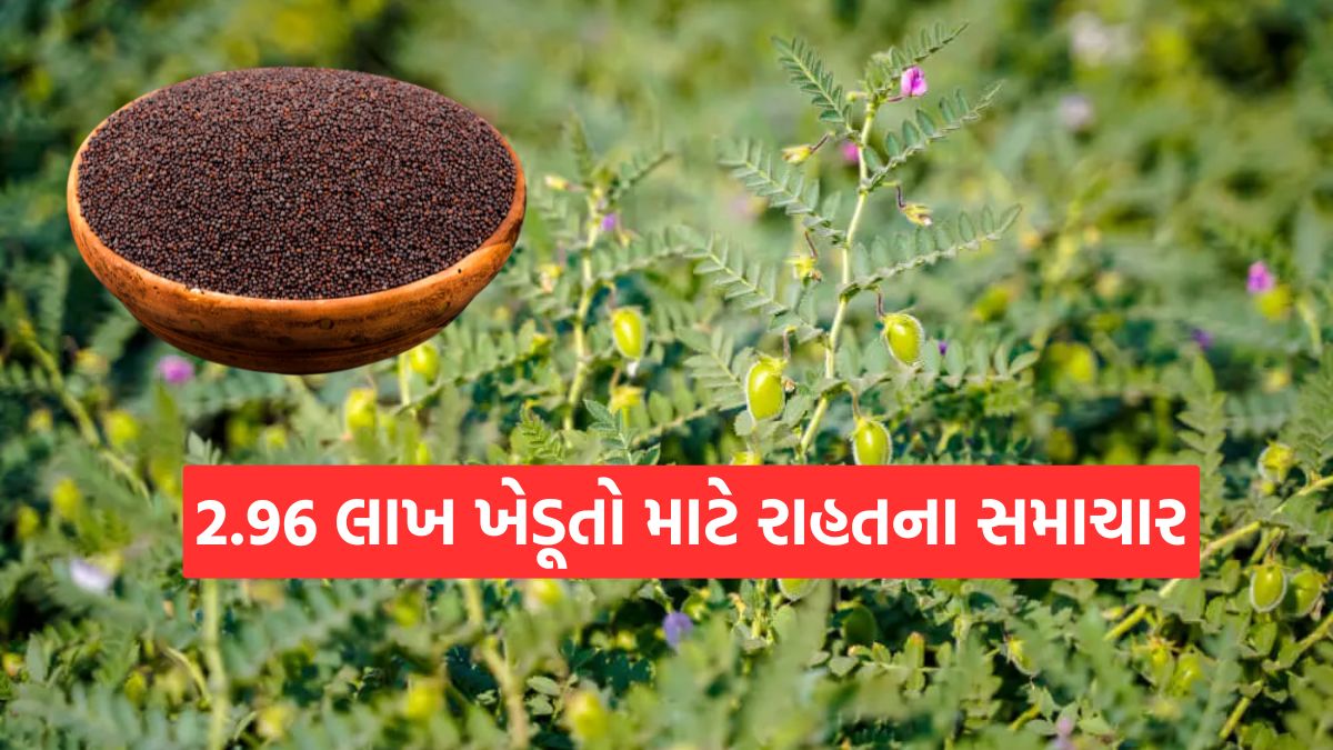 Rayado chana tekana bhav 2026