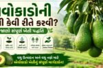 Avocado Farming