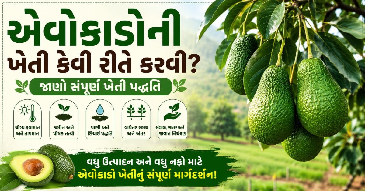 Avocado Farming